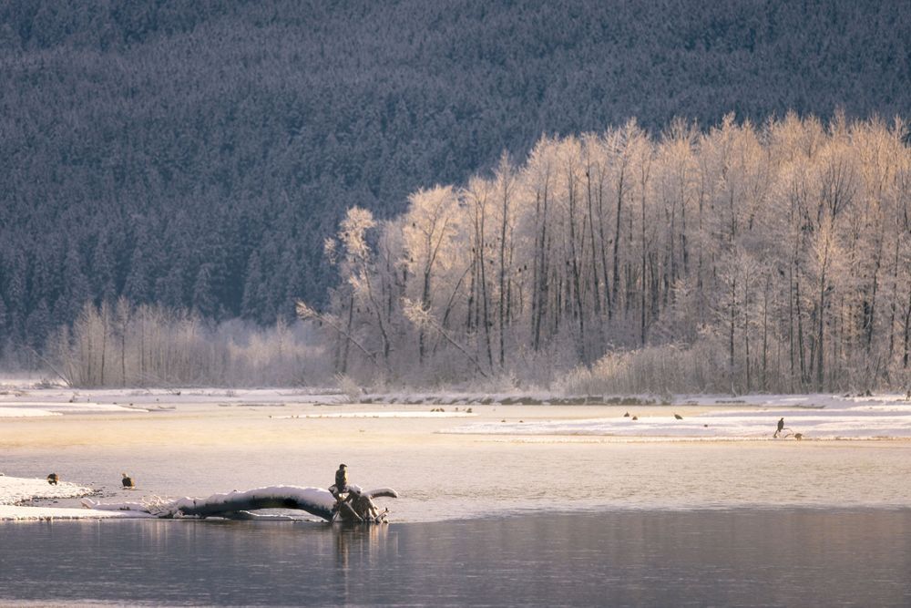 Chilkat Eagle, Winter Landscape