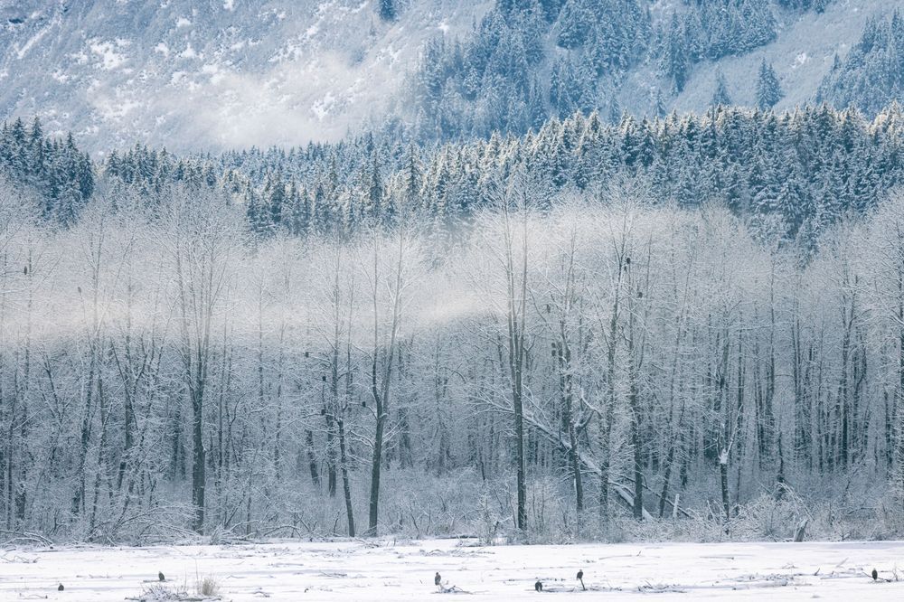 Winter Landscape, Bald Eagle Photography