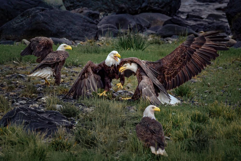 Unsolicited Advice, Bald Eagle Photography