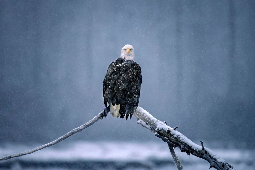 Cold Stare, Bald Eagle Photography
