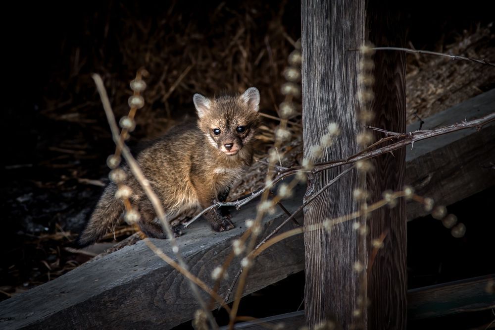 Retired   Curious Fox Kit, New York Photography Art | Kim Clune Daydreams
