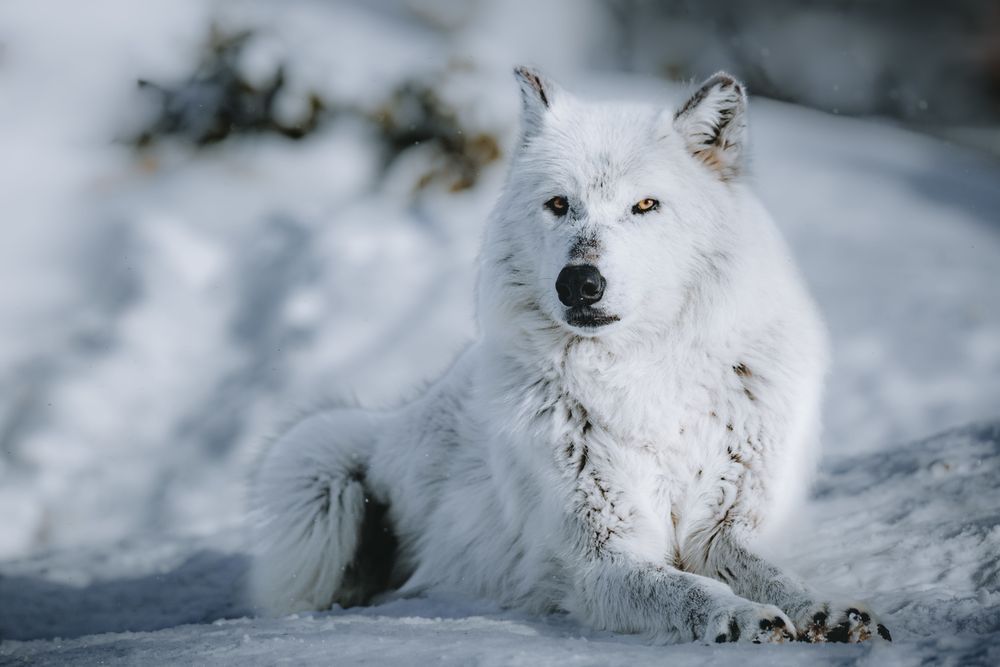 Retired: Snow Bathing Wolf, Montana Photography Art | Kim Clune Daydreams