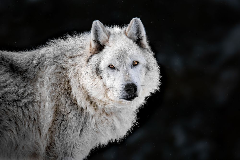 Retired: Gray Wolf Muzzle, Montana Photography Art | Kim Clune Daydreams