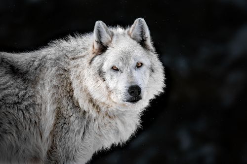 Mdawmdawmdawmdaw7qgraepd6cacehr zcfbfywxu2fyveayeunrgwctqqqltnerwweter6yomfiojy24adow ljj7f22f2vd2s3k0fn 38ezqodftc2xeuhdjufahdziomokxodj3hs jg da6ji5eudq olwagpj5emn5jfxdftd kdljhrbdt48hlkhq0jjfwqoykvboxrekcxip5mk9hgha76rhrc e2ijjvmfuwcbyysgcv bqvjy5oqct1uz6ekb88fo8laki518 cw8puwwhhoszvwp  sxhlp 0s7xv5dnix8qpety8mulqq6uqicrayda