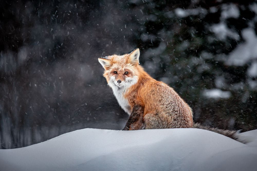 Retired Red Fox, Cooke City Photography Art | Kim Clune Daydreams