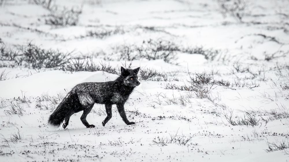 Retired Fox Trot, Churchill, Manitoba Photography Art | Kim Clune Daydreams