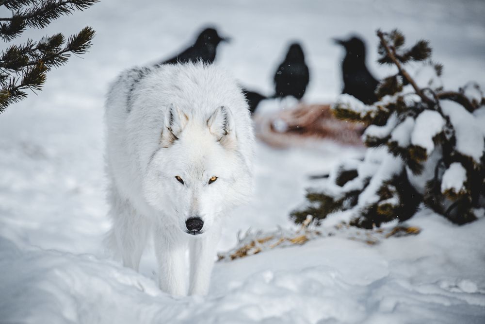 Retired: Sated Wolf, Montana Photography Art | Kim Clune Daydreams