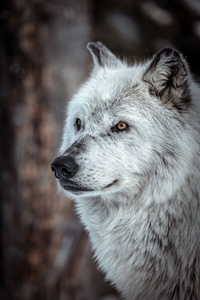 Retired: Smiling Wolf, Montana Photography Art | Kim Clune Daydreams