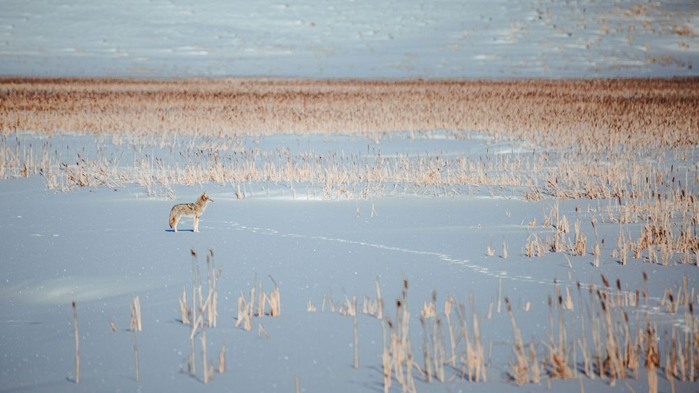 Retired   Field Coyote, The Tetons Photography Art | Kim Clune Daydreams