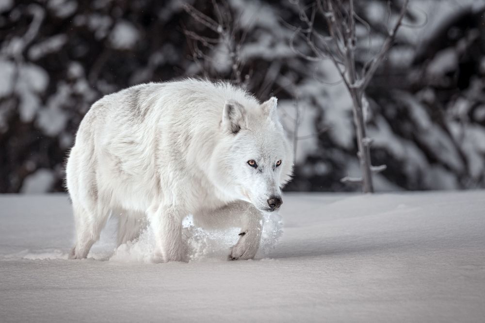 Retired: Trudging Snow Wolf, Montana Photography Art | Kim Clune Daydreams