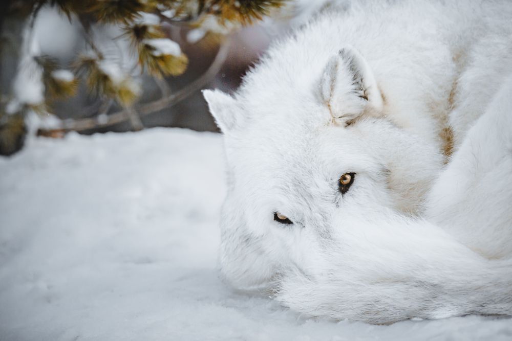 Retired: Chilly Wolf, Montana Photography Art | Kim Clune Daydreams