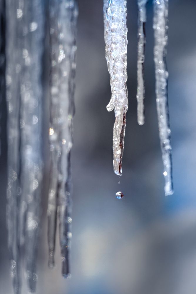 Petite Pointer Photography Art | Kim Clune Daydreams