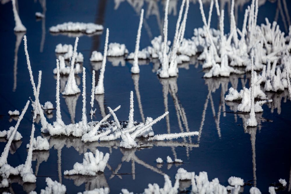 Hoarfrost Spikes, Yellowstone Photography Art | Kim Clune Daydreams