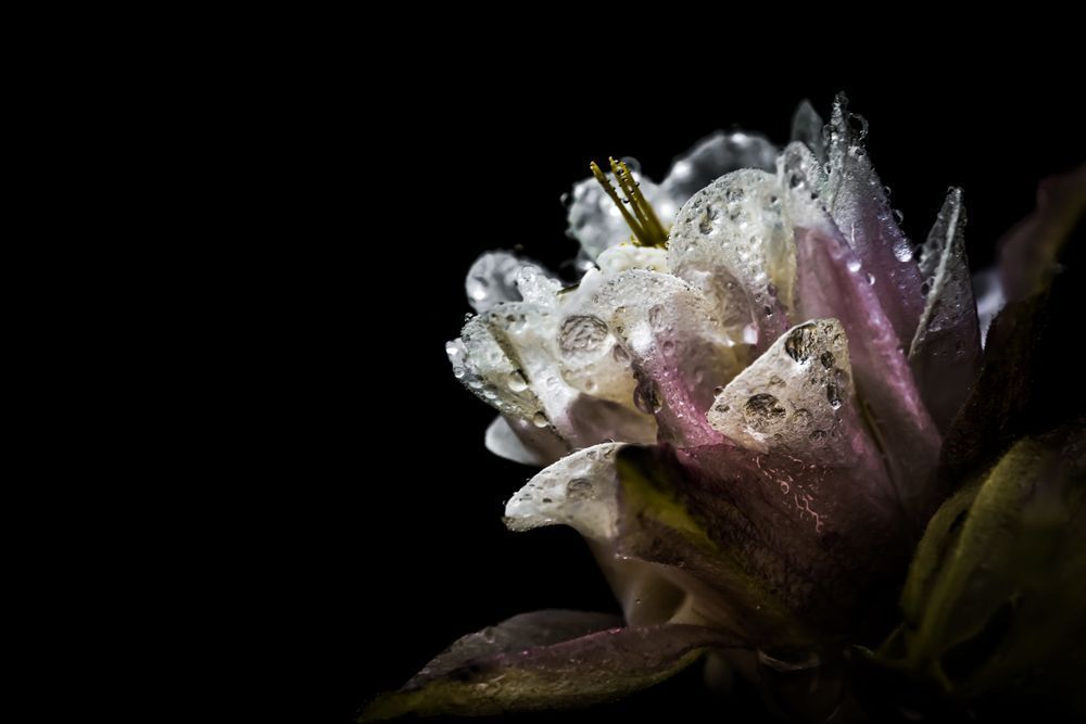 Tears Of The Sun, Columbine Photography Art | Kim Clune Daydreams
