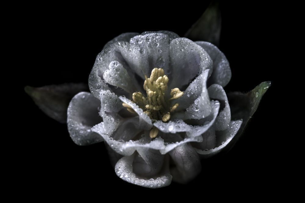 Ghost Columbine Photography Art | Kim Clune Daydreams