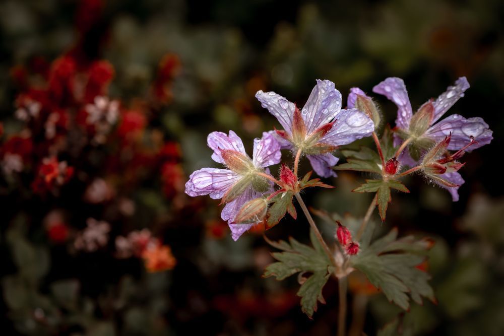 Wild Tundra Geranium Photography Art | Kim Clune Daydreams