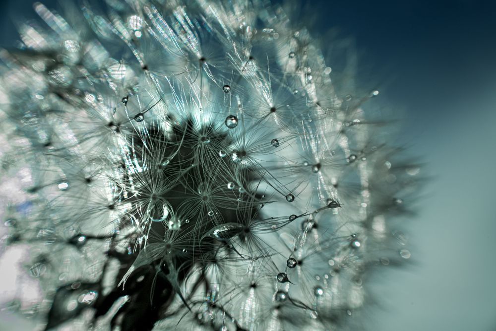 Elemental Dandelion Photography Art | Kim Clune Daydreams
