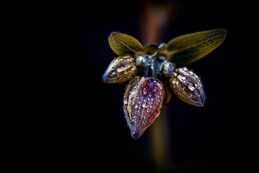 Columbine Triplets Photography Art | Kim Clune Daydreams