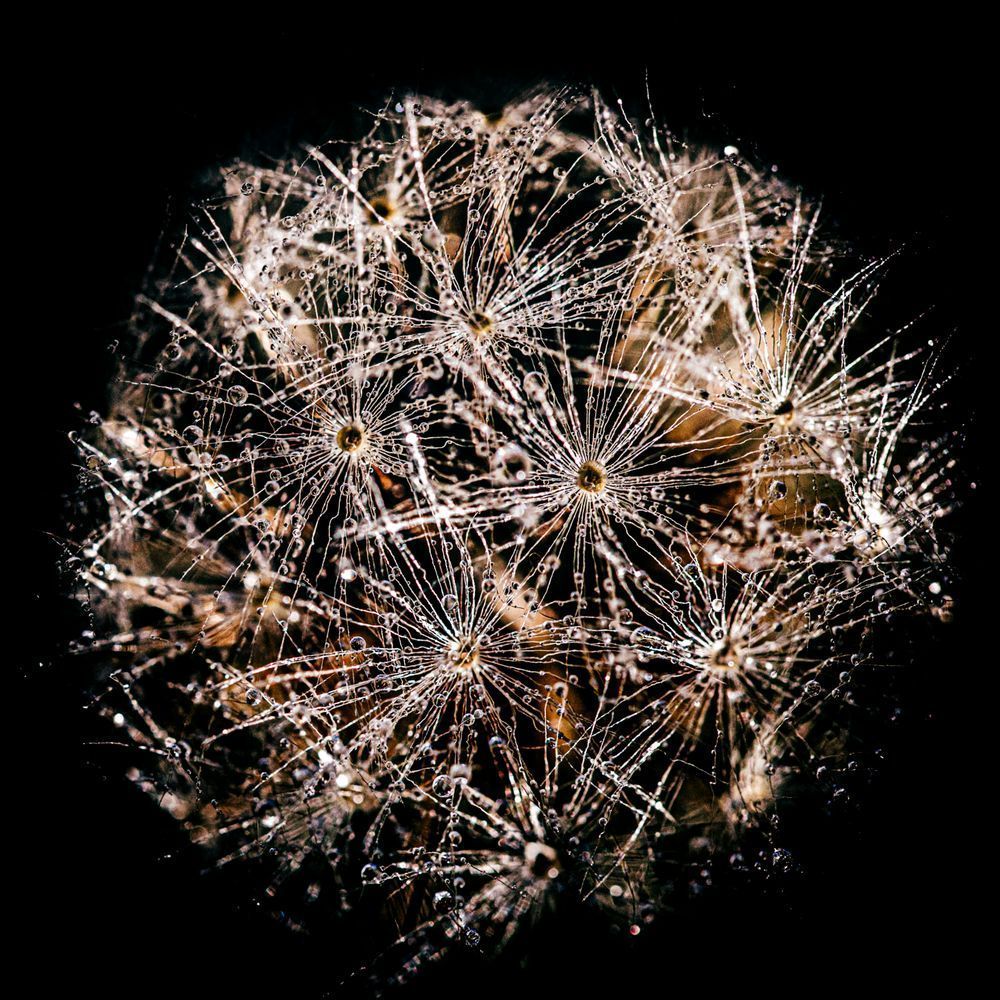 Dandelion Orb Photography Art | Kim Clune Daydreams