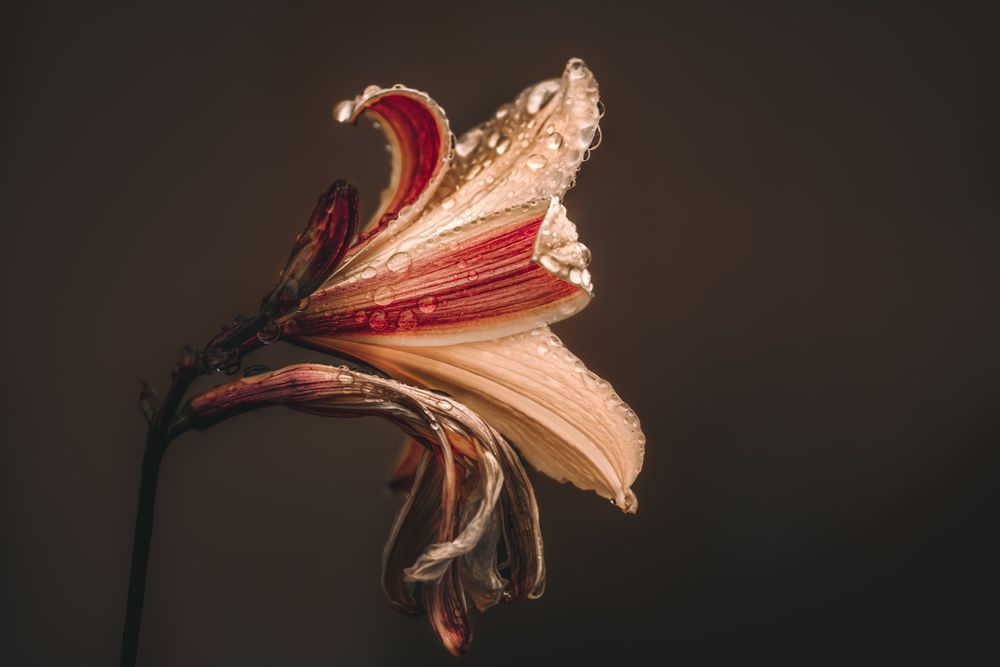 Life And Death, Lily Photography Art | Kim Clune Daydreams
