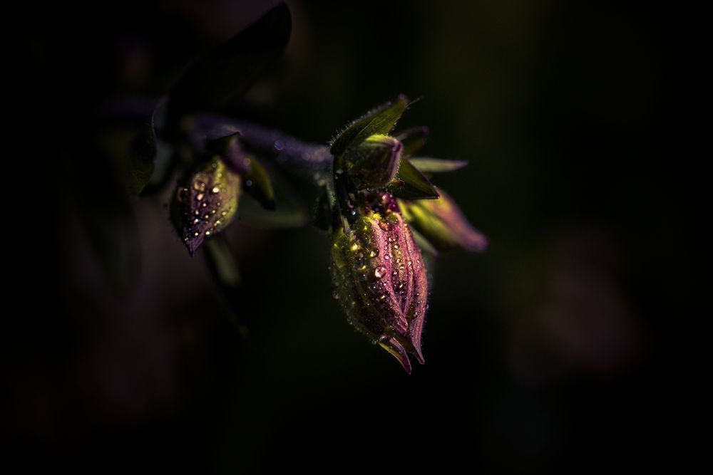 Melancholy Columbine Photography Art | Kim Clune Daydreams