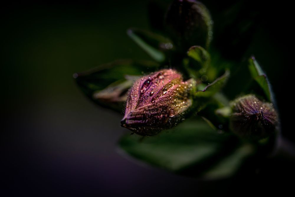 Bleeding Heart, Columbine Photography Art | Kim Clune Daydreams