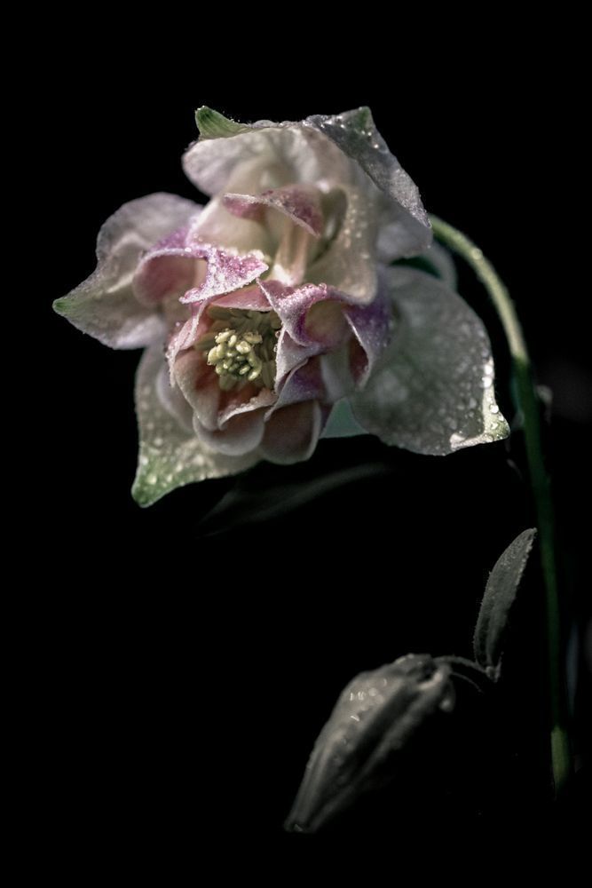 Columbine Pride Photography Art | Kim Clune Daydreams