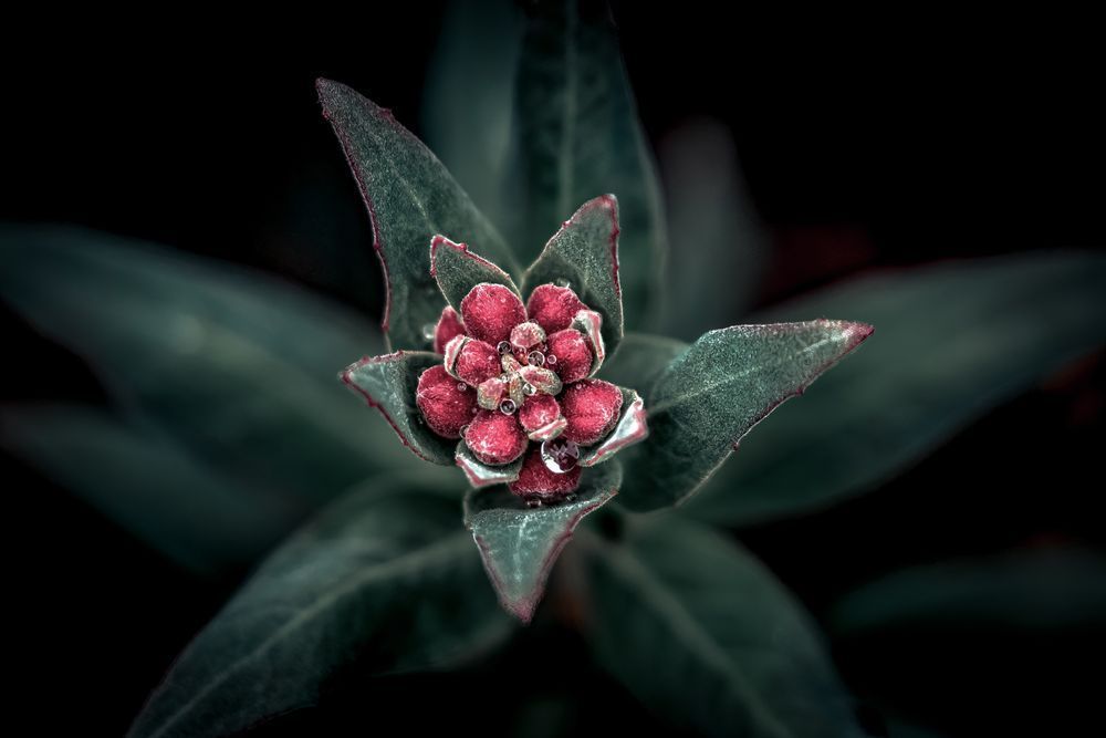 Tiny Tears Photography Art | Kim Clune Daydreams