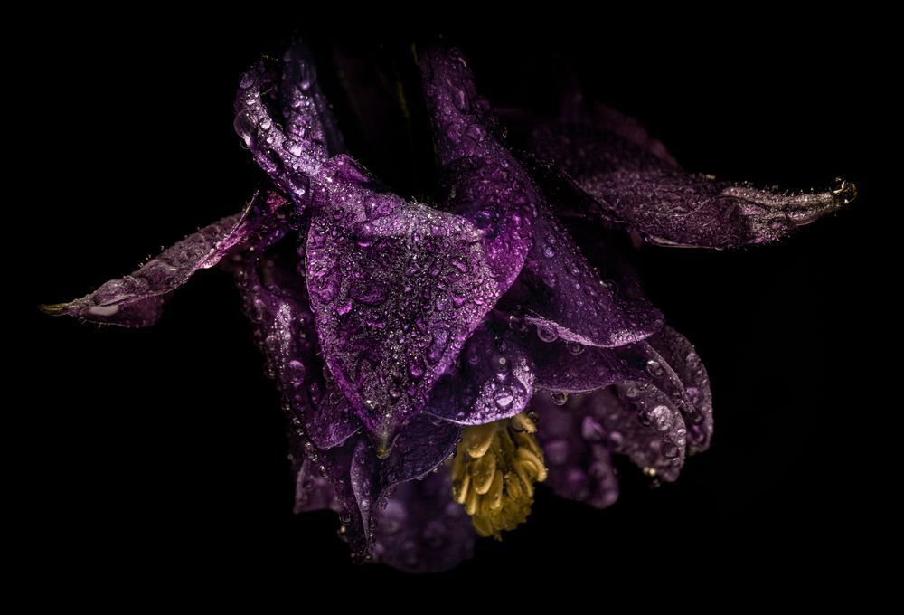 Purple Columbine Photography Art | Kim Clune Daydreams
