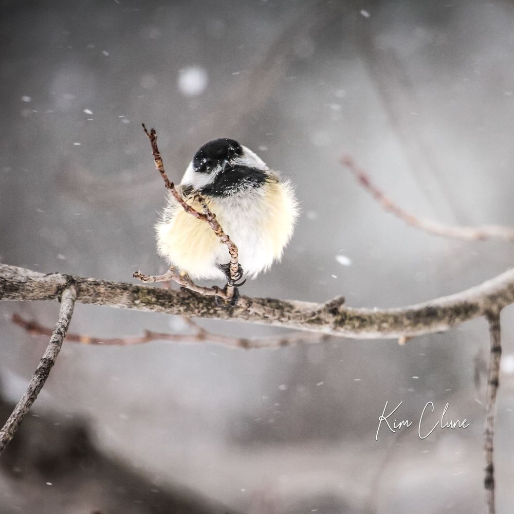 Chickadee In A Tree Tote Photography Art | Kim Clune Daydreams