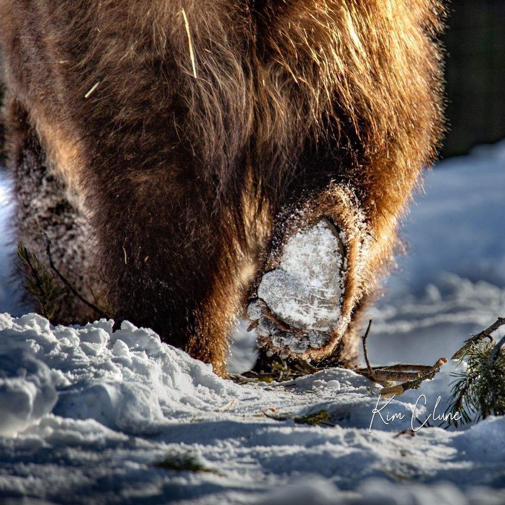 Bearfootin' Tote Photography Art | Kim Clune Daydreams