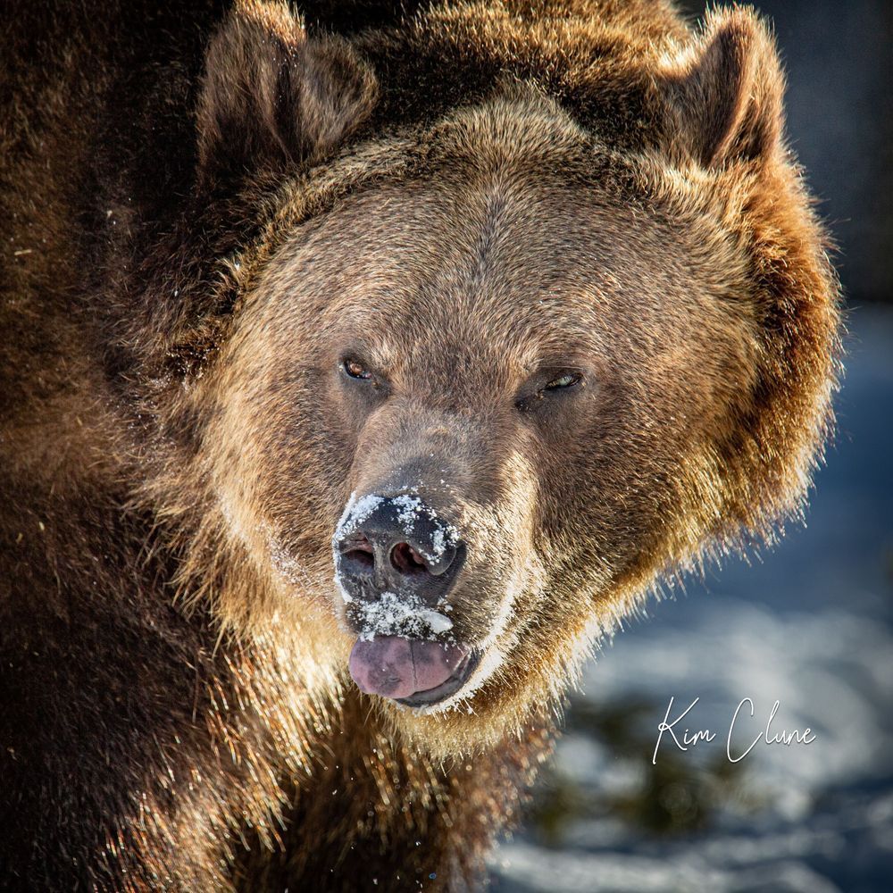 Na Na! Bear Tote Photography Art | Kim Clune Daydreams