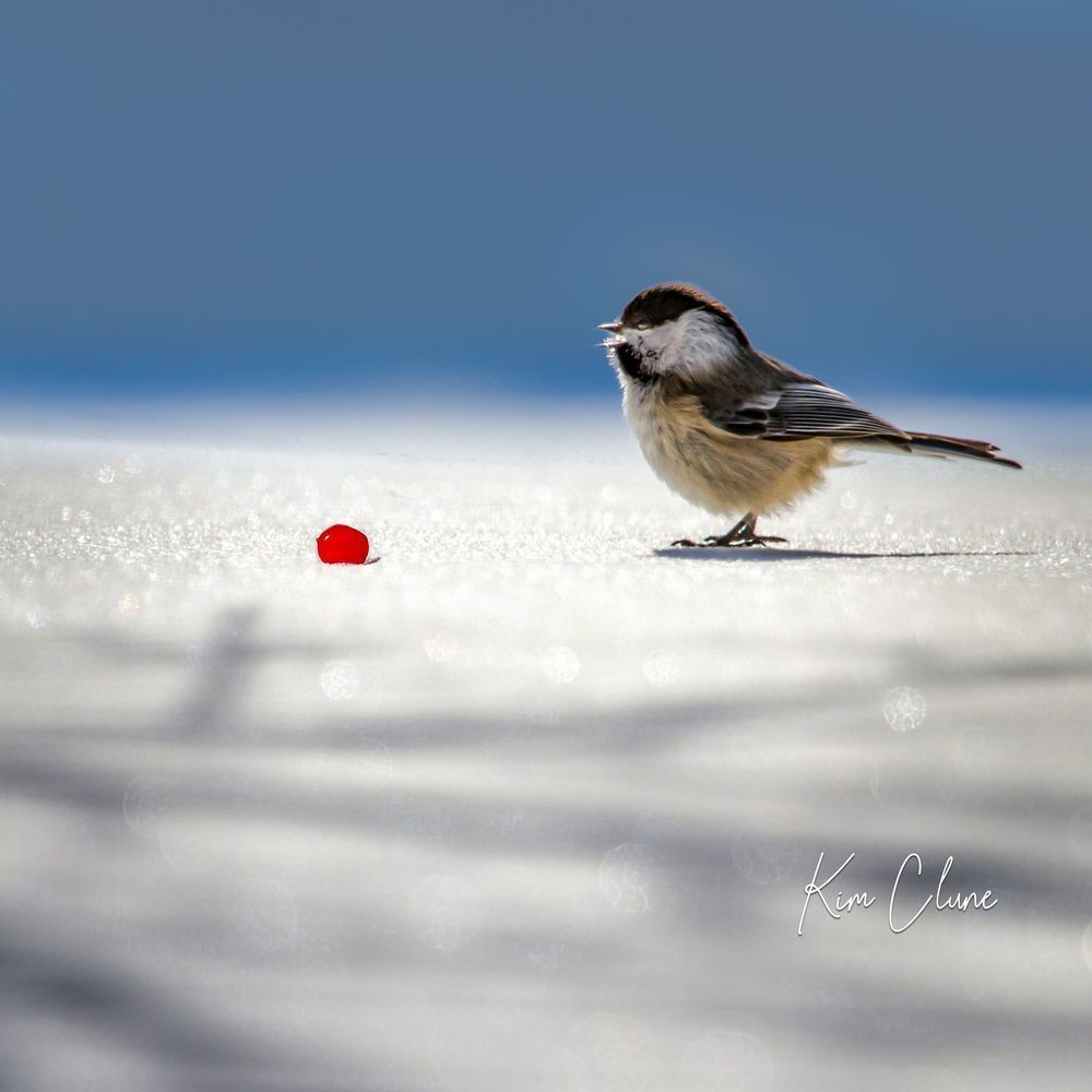 Chickadee Berry Tote Photography Art | Kim Clune Daydreams