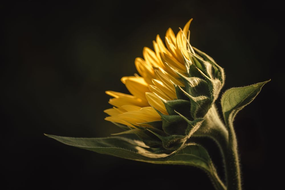 Sunlit Sunflower Photography Art | Kim Clune Daydreams
