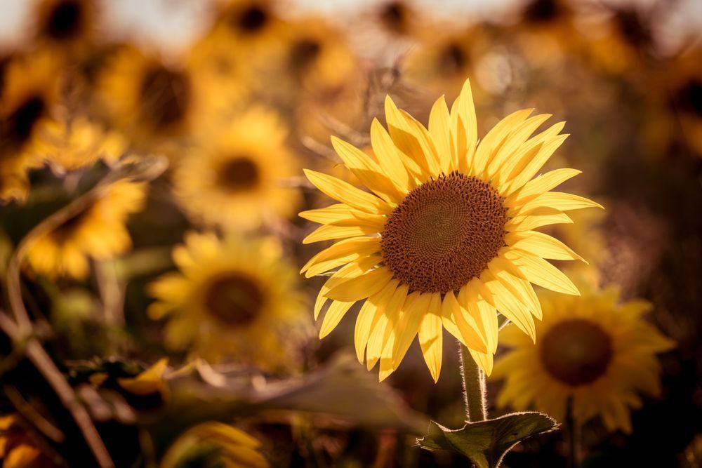 Sweet Sunflowers 014 Photography Art | Kim Clune Daydreams