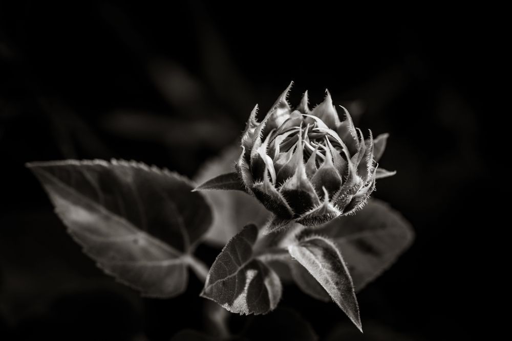 Classic Blossom, Sunflower Photography Art | Kim Clune Daydreams