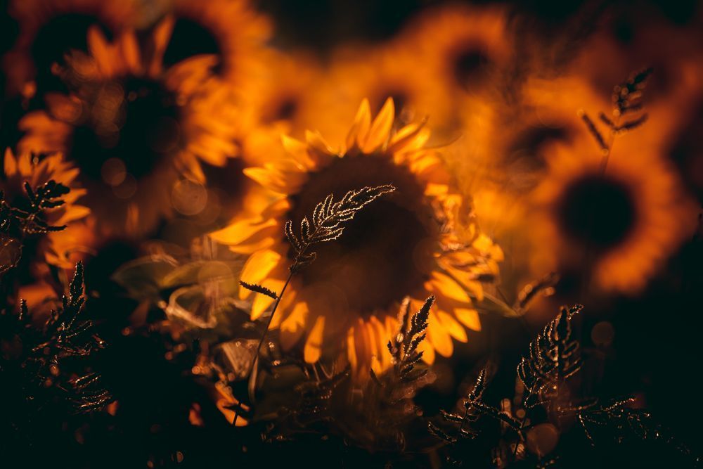 Sunflower Frame Photography Art | Kim Clune Daydreams