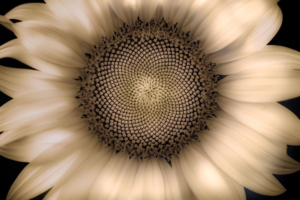 Sunflower Glow Photography Art | Kim Clune Daydreams