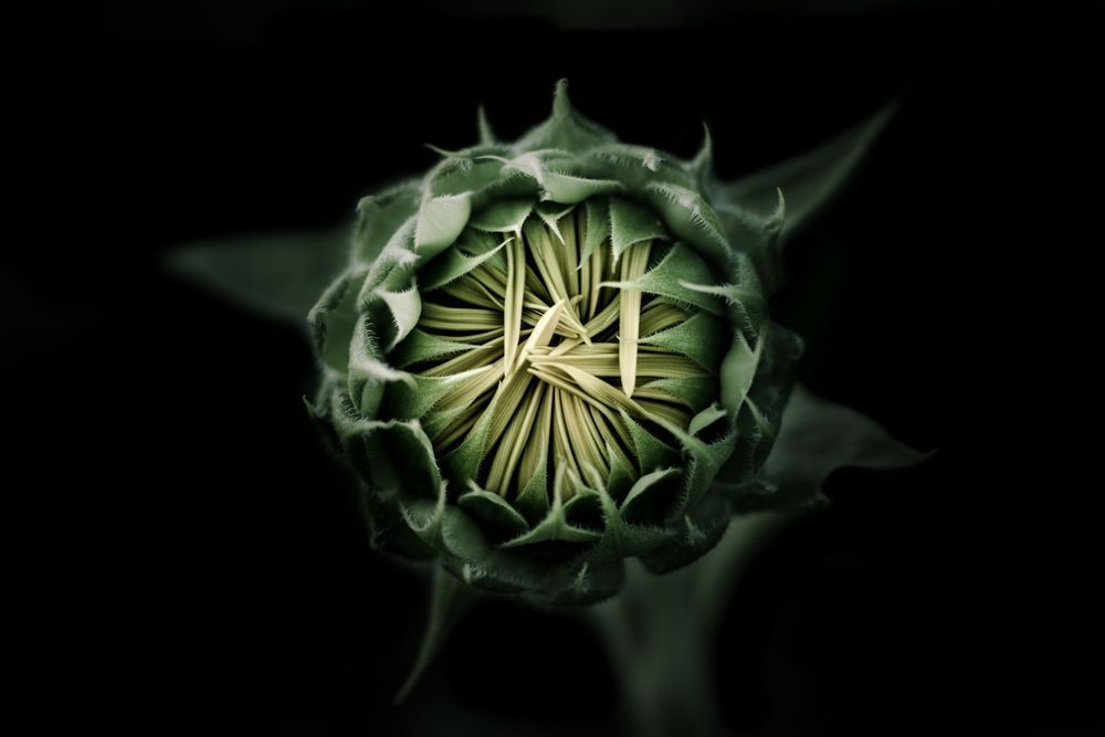 Anticipation, Sunflower Photography Art | Kim Clune Daydreams