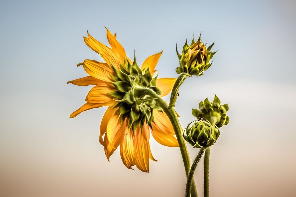 Sunflower Sway Photography Art | Kim Clune Daydreams