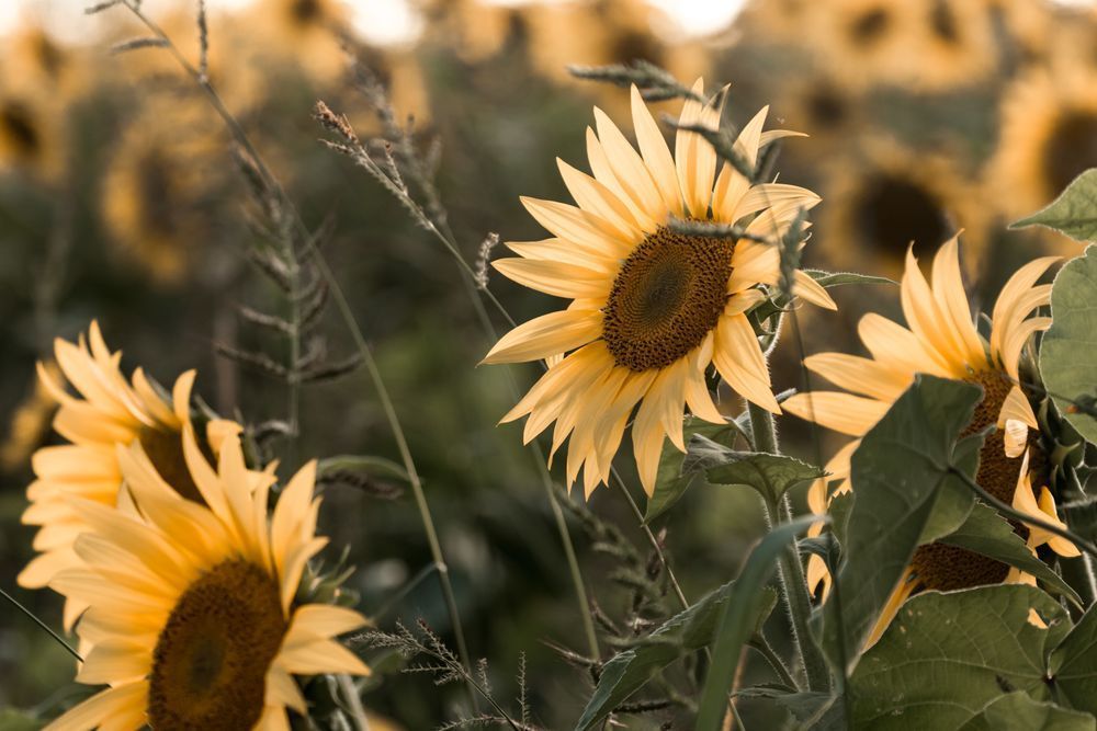 Side Eye Sunflower Photography Art | Kim Clune Daydreams