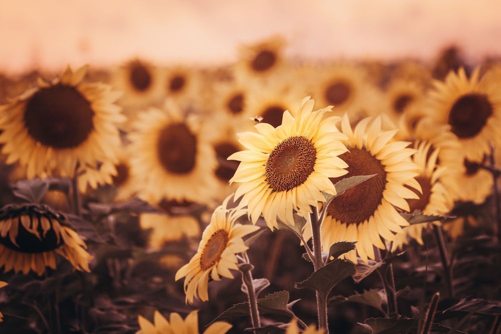 Sky Facing Sunflower Photography Art | Kim Clune Daydreams