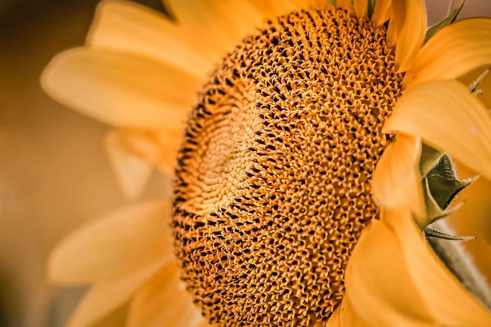 Sunflower Head Photography Art | Kim Clune Daydreams