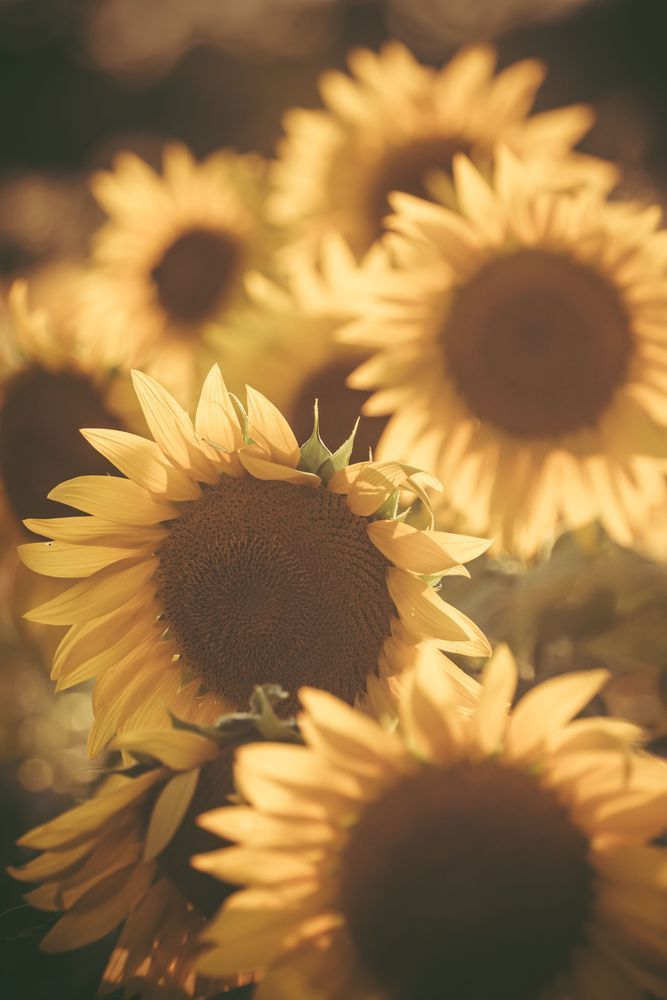 Stacked Sunflowers Photography Art | Kim Clune Daydreams