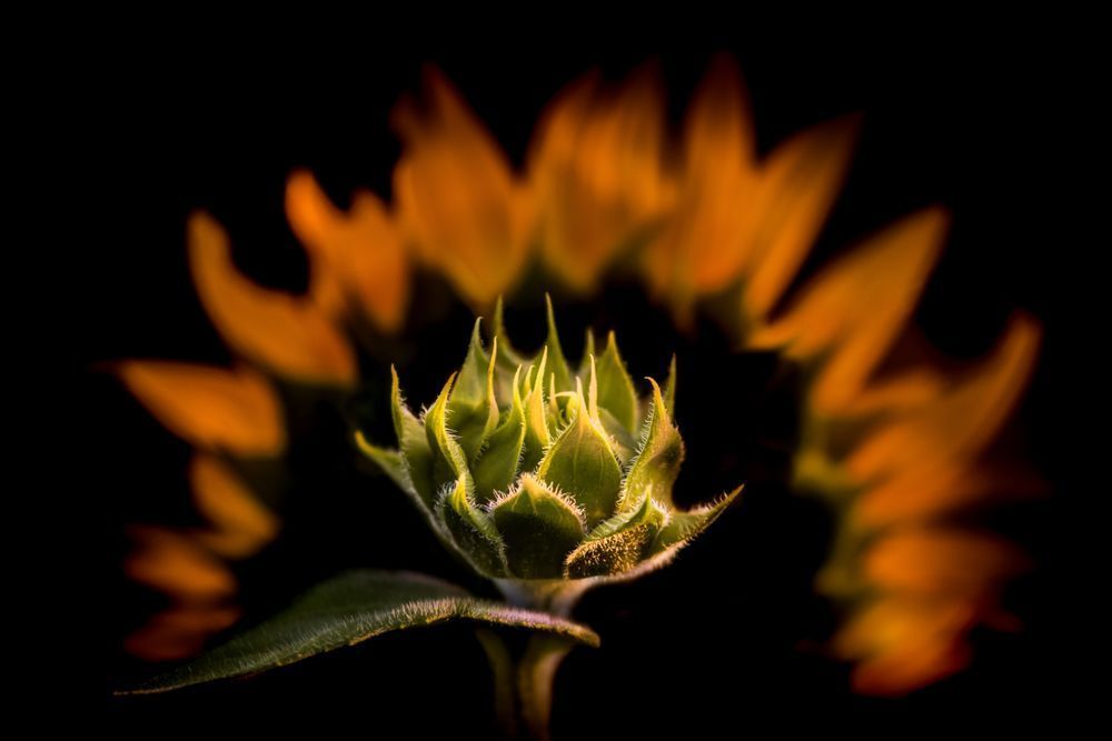 Aspiring Sunflower Photography Art | Kim Clune Daydreams