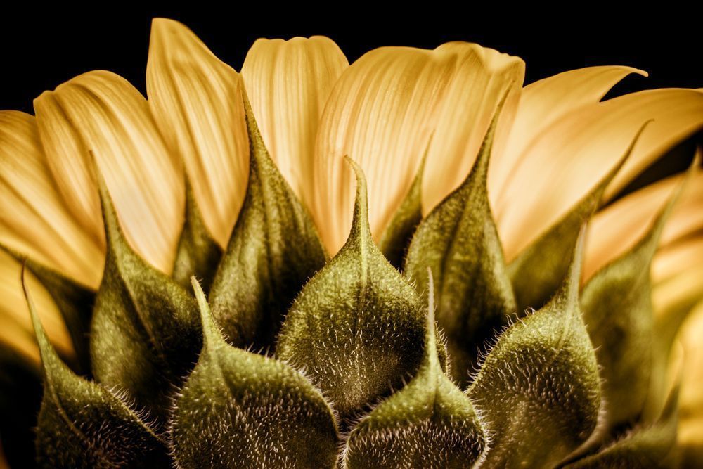 Rear View, Sunflower Photography Art | Kim Clune Daydreams
