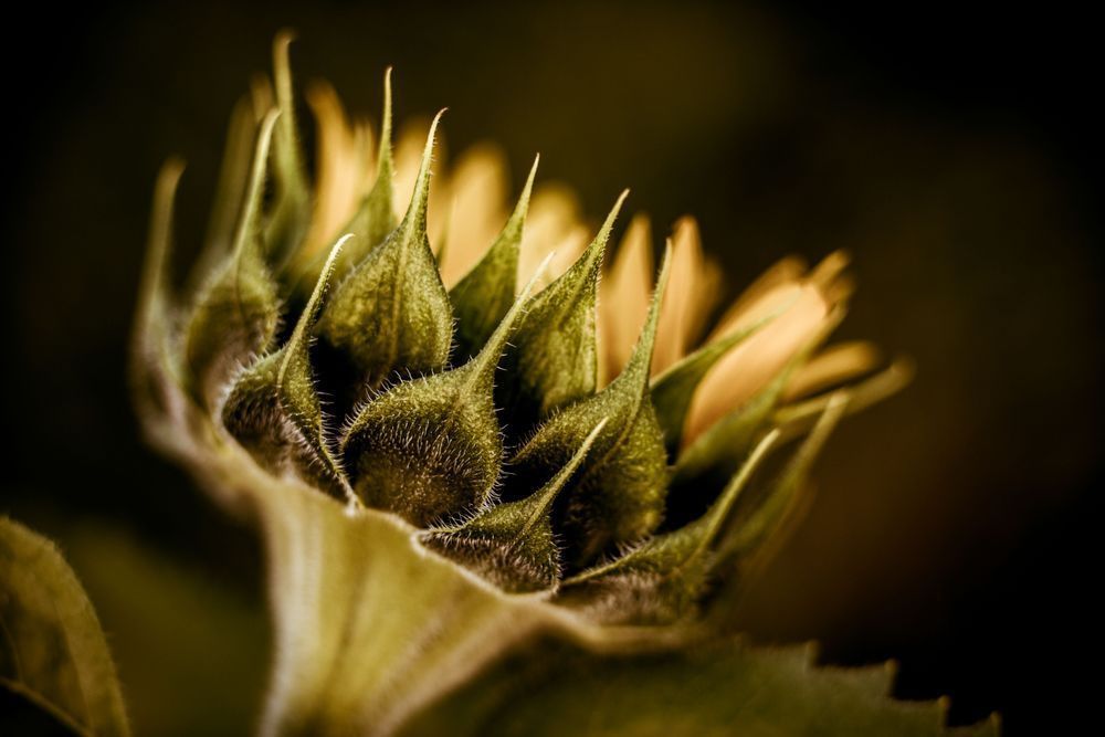 Young Sunflower Photography Art | Kim Clune Daydreams