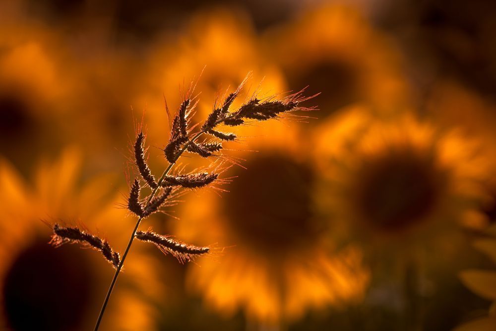 Golden Glow, Sunflowers Photography Art | Kim Clune Daydreams