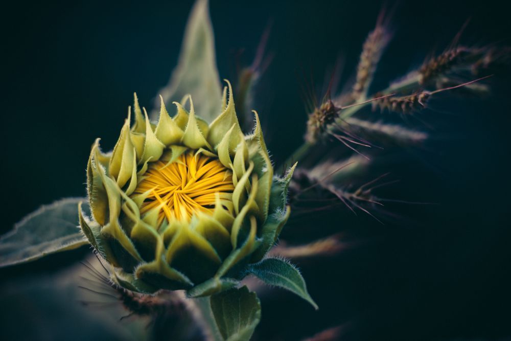 Opening, Sunflower Photography Art | Kim Clune Daydreams