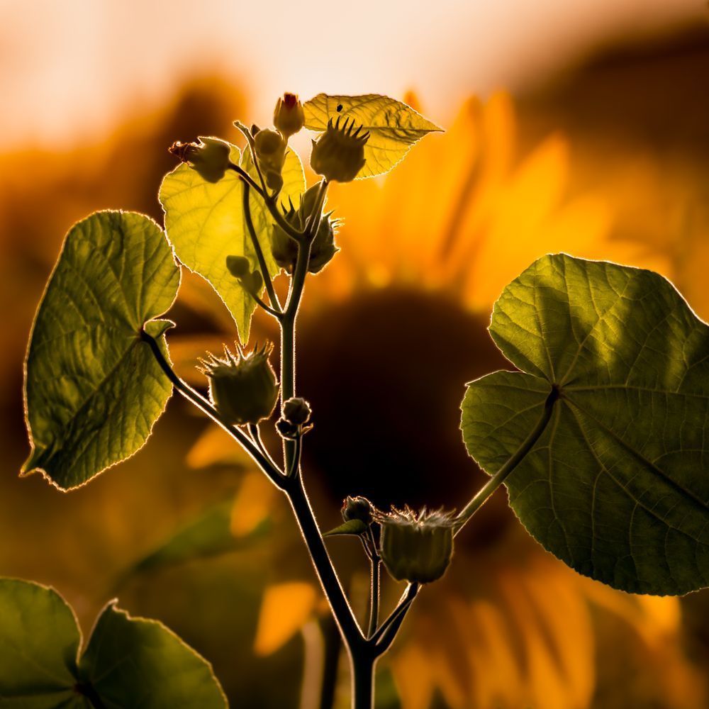Life Stages, Sunflower Photography Art | Kim Clune Daydreams
